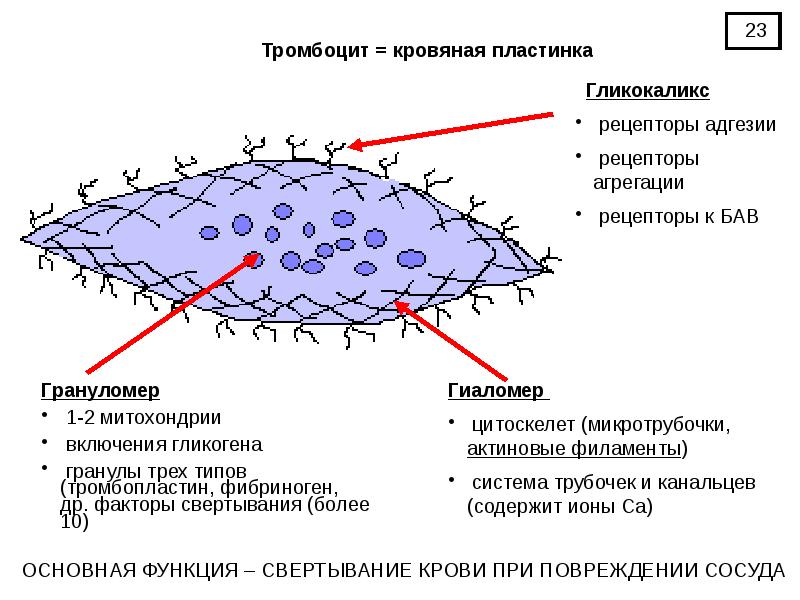 Соединительная ткань презентация