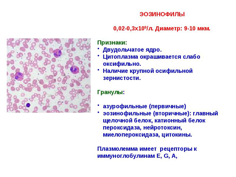 Зернистость эозинофилов. Классификация соединительной ткани. Белок окрашивается оксифильно. Базофильная и оксифильная цитоплазма. Оксифильная цитоплазма это.