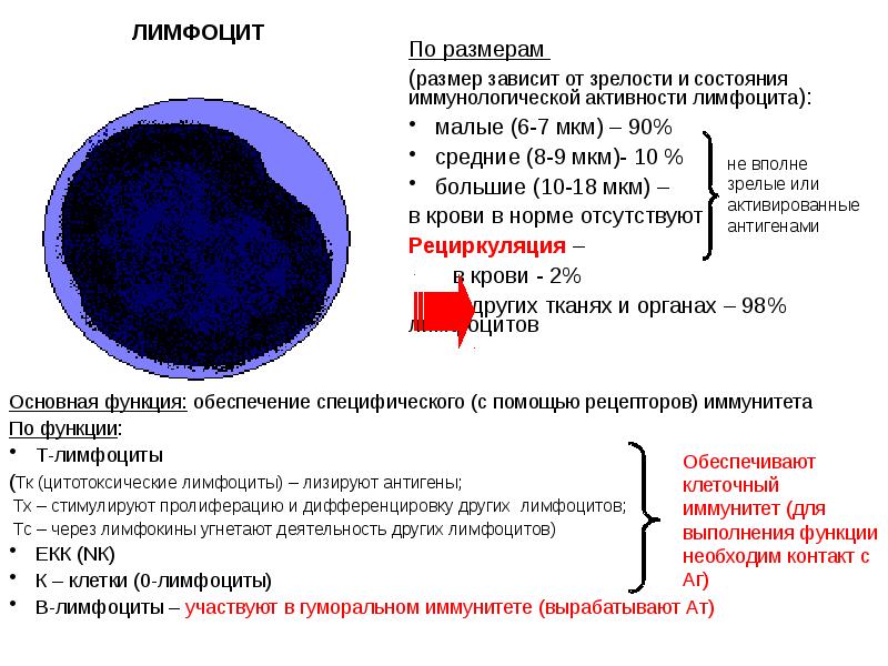 Продуцируют лимфоциты. Размер b лимфоцитов. Лимфоцит малый и средний. Размер т лимфоцитов. Лимфоциты диаметр.