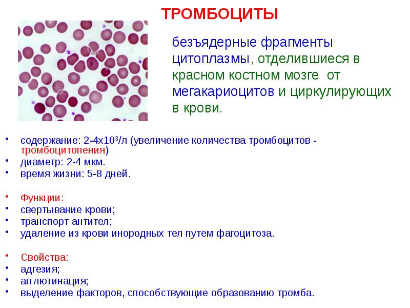 Классификация тканей презентация