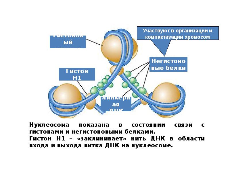 Компактизация днк исчезновение ядерной оболочки