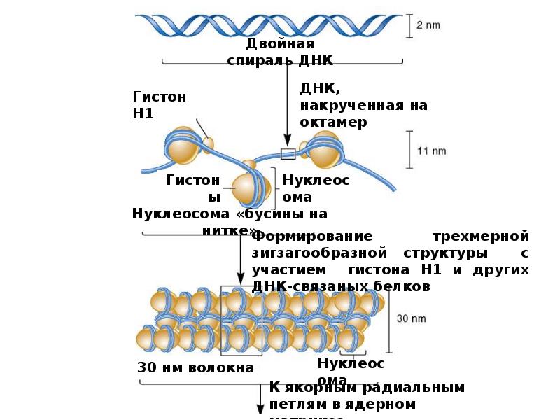 Молекулярная организация хромосом. ДНК для презентации. Презентация ДНК 7 класс. Строение ДНК презентация.