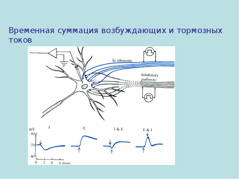 Интернейроны. Временная суммация. Пространственная суммация возбуждения. Суммация торможения. Мотонейрон суммация.