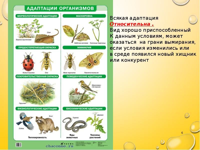 Адаптация картинки биология