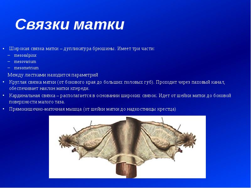 Круглые связки матки где находится