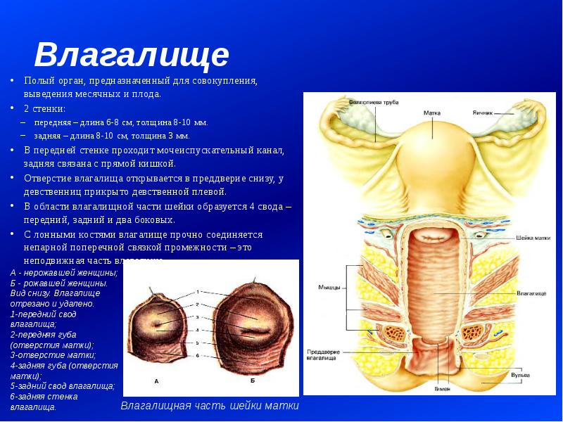 Вагина вид сзади (65 фото)