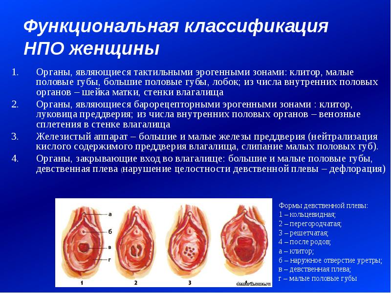 Как устроена женская репродуктивная система