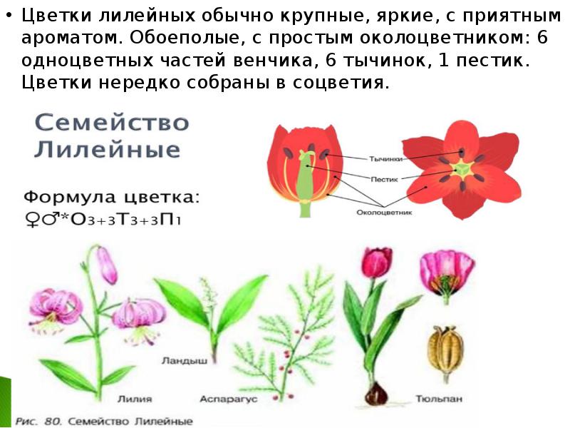 Общие признаки лилейных растений