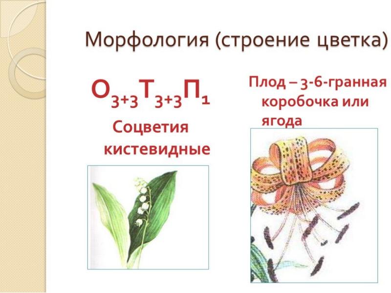 Семейство класса однодольные презентация