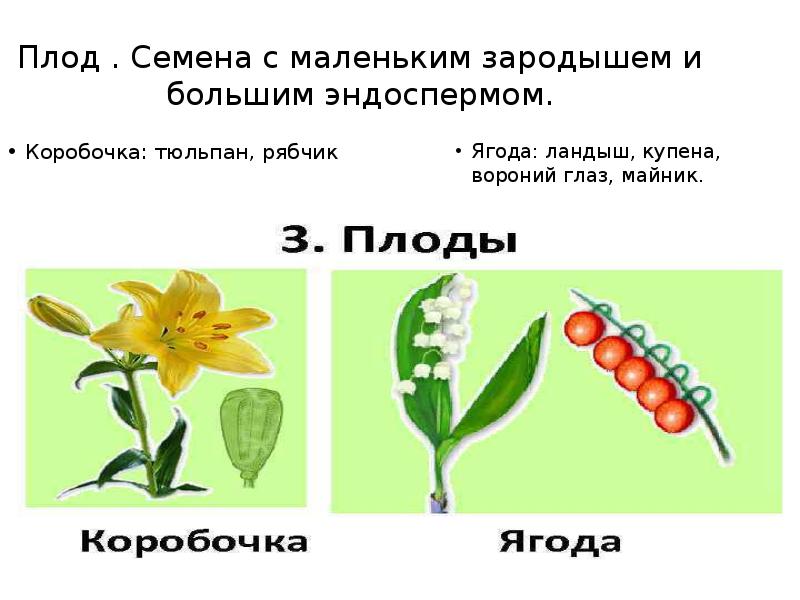 Презентация 6 класс биология семейства класса однодольные