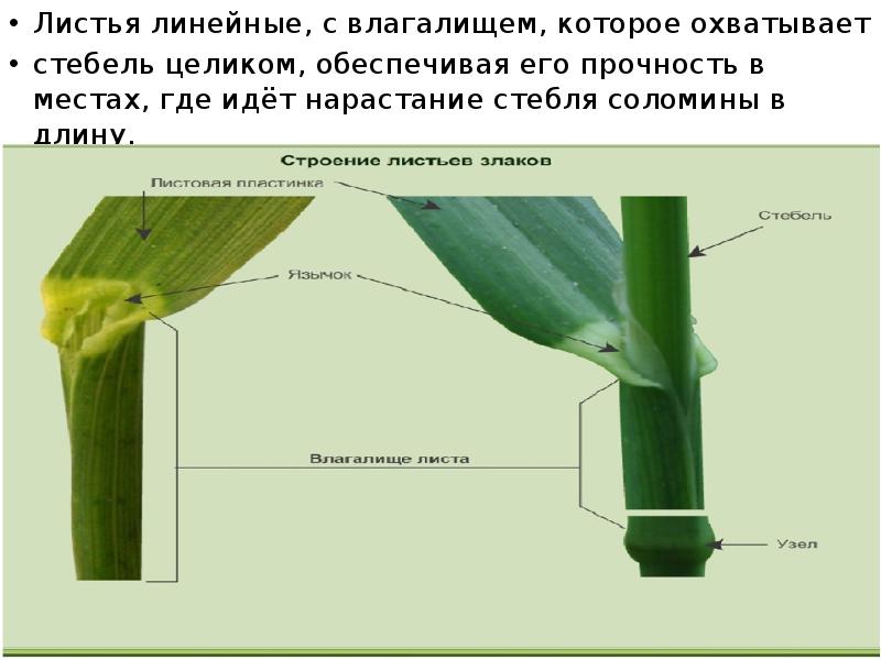 Где основание листа. Стебель Соломина. Линейный лист. Разросшееся основание листа. Влагалищный лист.