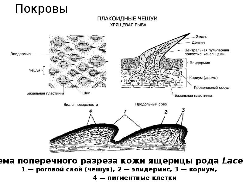 Покровы Покровы