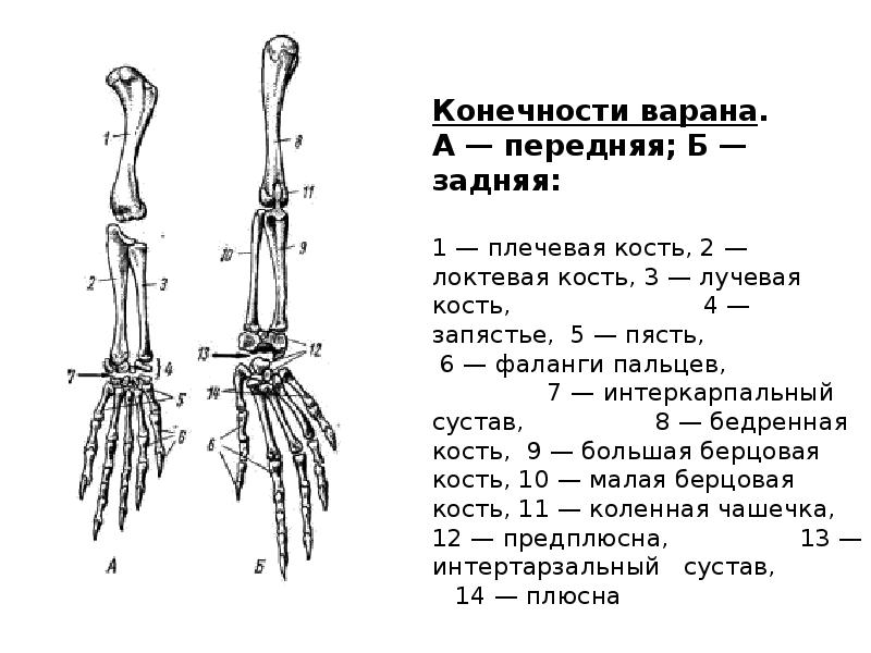 Конечности варана. А — передняя; Б — задняя: Конечности варана. А — передняя; Б — задняя: