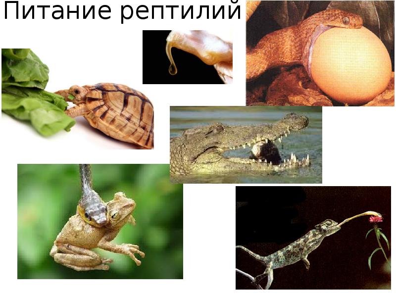 Питание рептилий Питание рептилий
