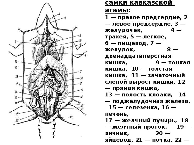 Общее расположение внутренних органов самки кавказской агамы: 1 — правое Общее расположение внутренних органов самки кавказской агамы: 1 — правое
