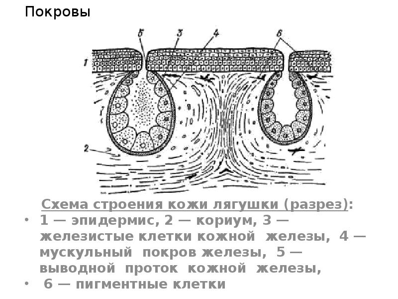 Покровы
Схема строения кожи лягушки (разрез):
1 — эпидермис, 2 Покровы
Схема строения кожи лягушки (разрез):
1 — эпидермис, 2