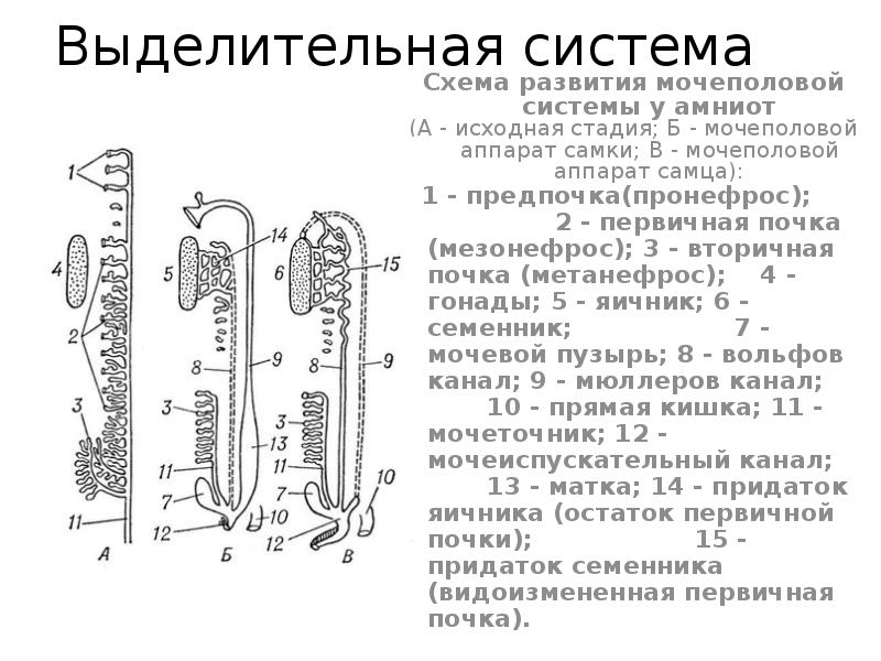 Определите общее количество мезонефросов у модельных животных