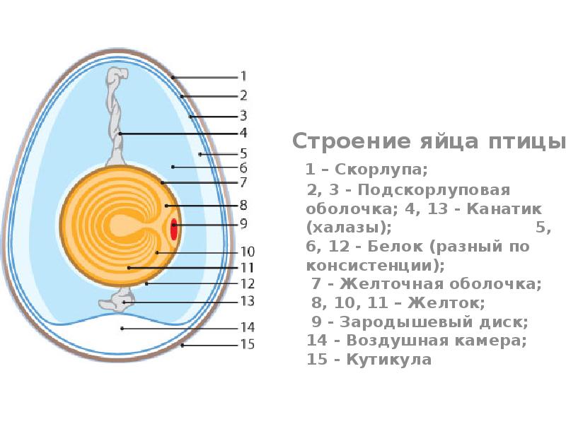 Строение яйца птицы
Строение яйца птицы
1 – Скорлупа; Строение яйца птицы
Строение яйца птицы
1 – Скорлупа;
