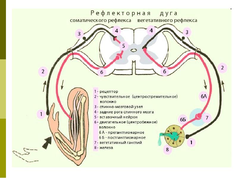 Как называется звено рефлекторной дуги обозначенное на схеме номером 1 чувствительный нейрон