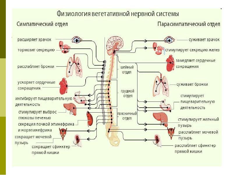 Схема вегетативной рефлекторной дуги