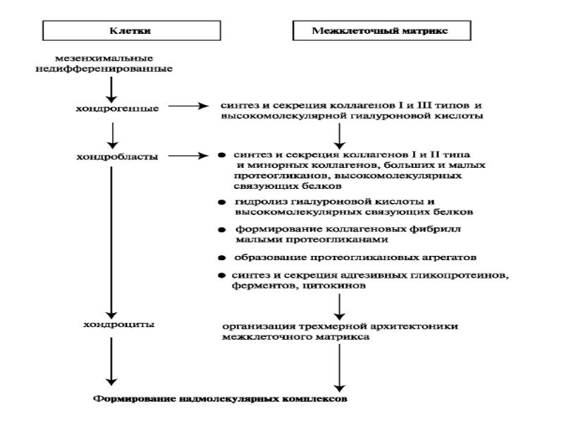 Диагностика заболеваний суставов презентация