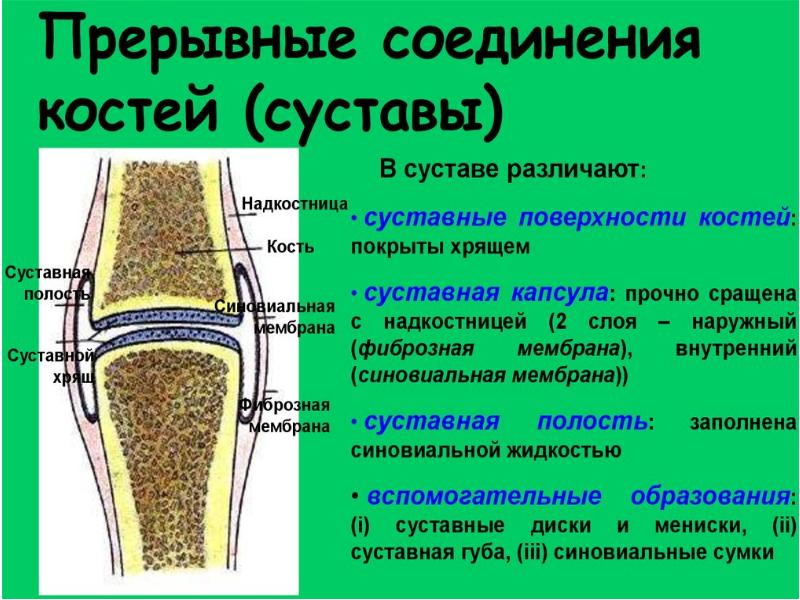 Общий план строения сустава