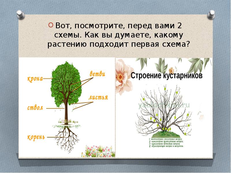 Каково внутреннее строение кустарника. Строение кустарника схема для детей картинки. Строение кустарника схема для детей картинки цветная. ФЦКМ старшая группа строение дерева его кора. Схему 