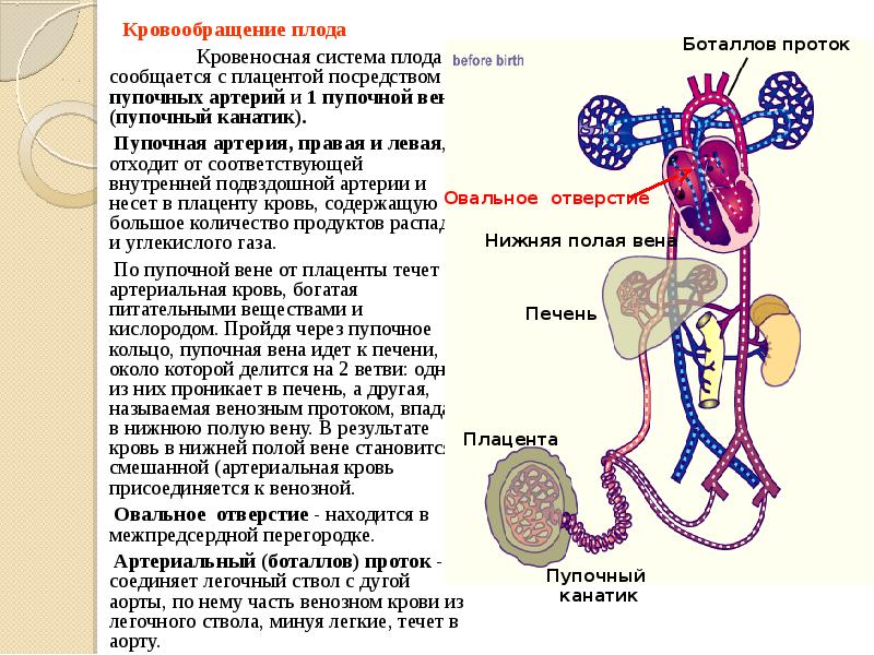 Кровообращение у плода презентация