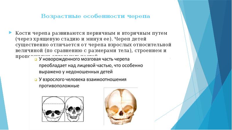 Возрастные особенности черепа. Расхождение кости черепа. Вторичные кости черепа. Первичные и вторичные кости черепа. Кости черепа развиваются из.