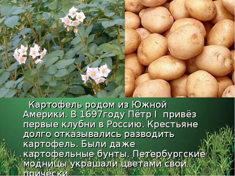 Картофель родом из Южной Америки. В 1697году Пётр I привёз первые Картофель родом из Южной Америки. В 1697году Пётр I привёз первые