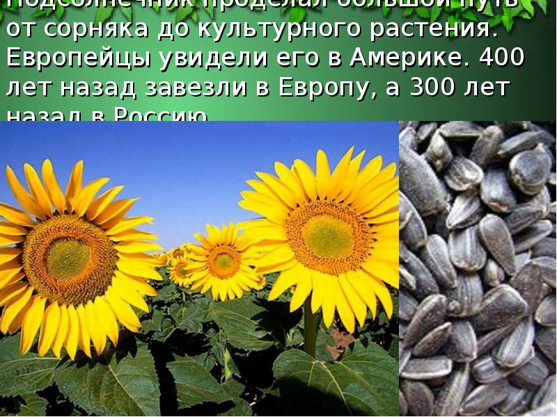 Подсолнечник проделал большой путь от сорняка до культурного растения. Европейцы увидели Подсолнечник проделал большой путь от сорняка до культурного растения. Европейцы увидели