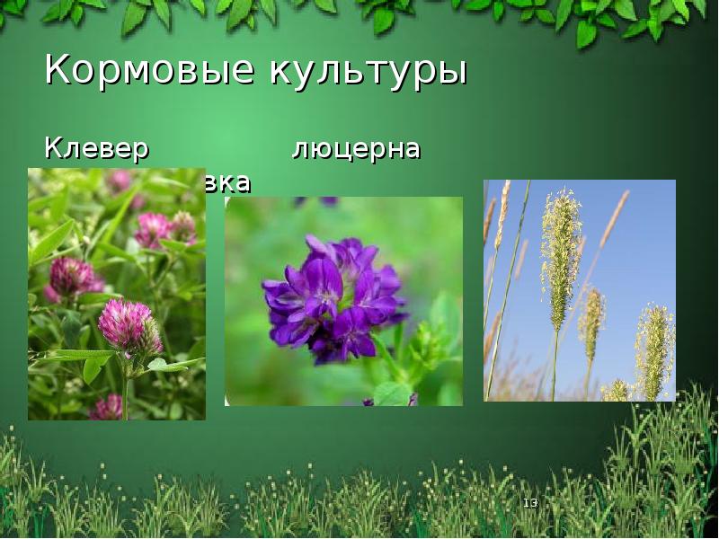 Кормовые культуры
Клевер люцерна Кормовые культуры
Клевер люцерна