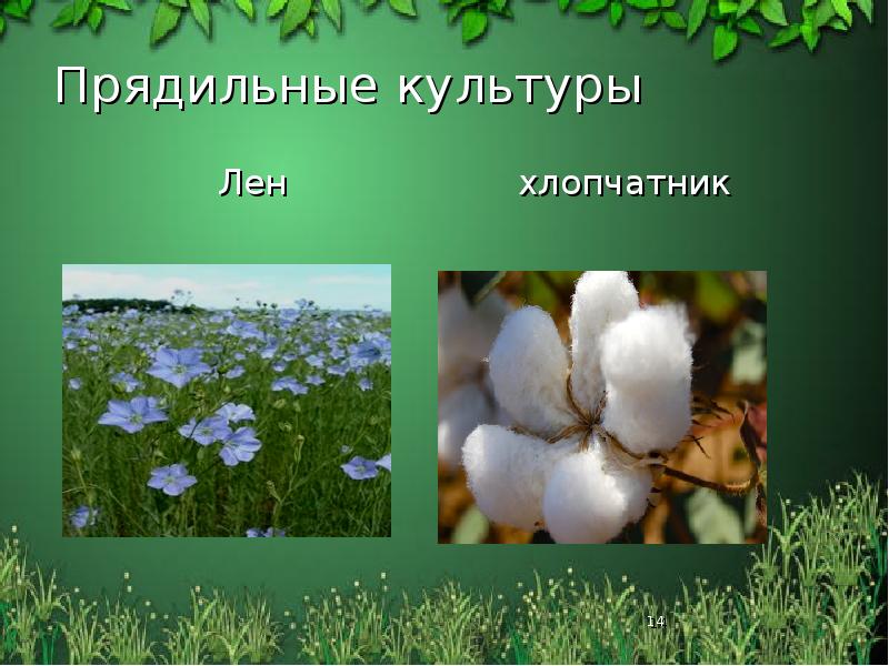 Прядильные культуры
Лен Прядильные культуры
Лен