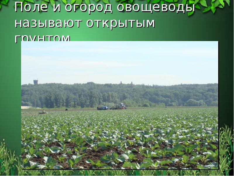 Поле и огород овощеводы называют открытым грунтом. Поле и огород овощеводы называют открытым грунтом.