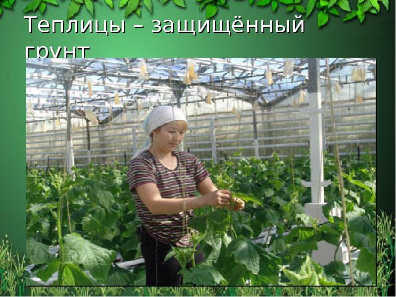 Теплицы – защищённый грунт Теплицы – защищённый грунт