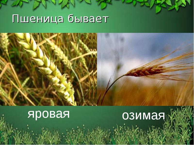 Пшеница бывает Пшеница бывает