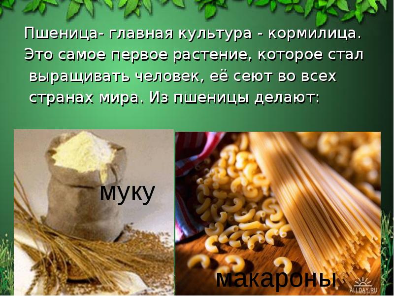 Пшеница- главная культура - кормилица.
Пшеница- главная культура - кормилица.
Это Пшеница- главная культура - кормилица.
Пшеница- главная культура - кормилица.
Это