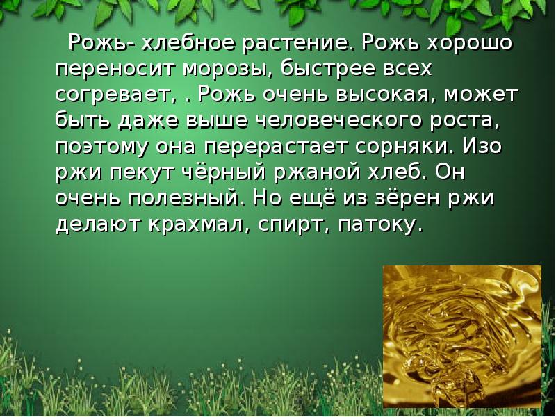 Рожь- хлебное растение. Рожь хорошо переносит морозы, быстрее всех согревает, . Рожь- хлебное растение. Рожь хорошо переносит морозы, быстрее всех согревает, .