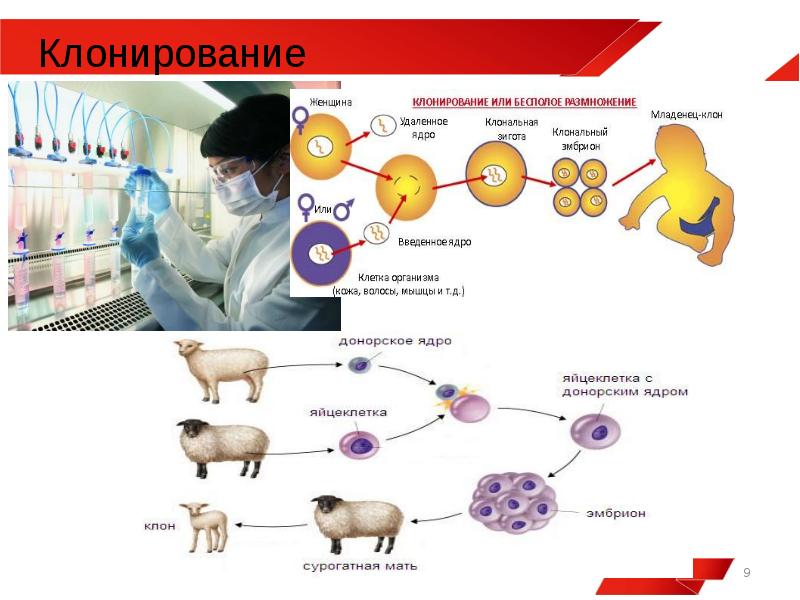 Презентация на тему клонирование