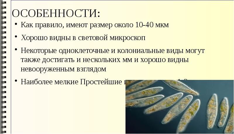 Какова роль одноклеточных. Характеристика одноклеточных. Характеристика одноклеточных организмов. Подцарство одноклеточные презентация. Общая характеристика одноклеточных животных.