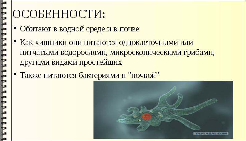 Для одноклеточных животных характерно дыхание. Простые одноклеточные волоски. Подцарство одноклеточные. Слияние одноклеточных организмов. Классификация одноклеточных животных.