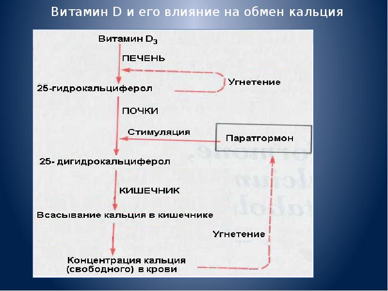 Обмен кальция презентация