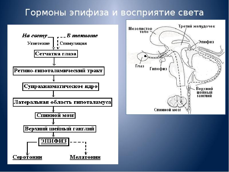 Гормоны эпифиза презентация