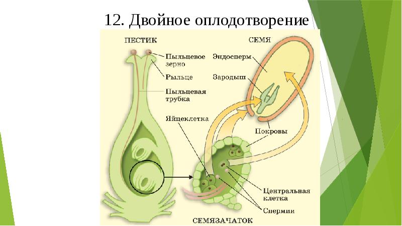 Пыльцевое зерно рисунок