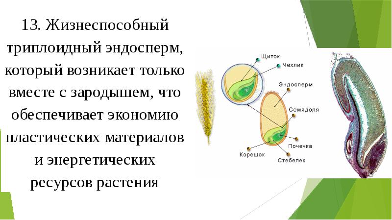 Эндосперм семени образуется в результате. Эндосперм пшеницы. Триплоидный эндосперм. Строение семени с эндоспермом. Триплоидный эндосперм развивается.