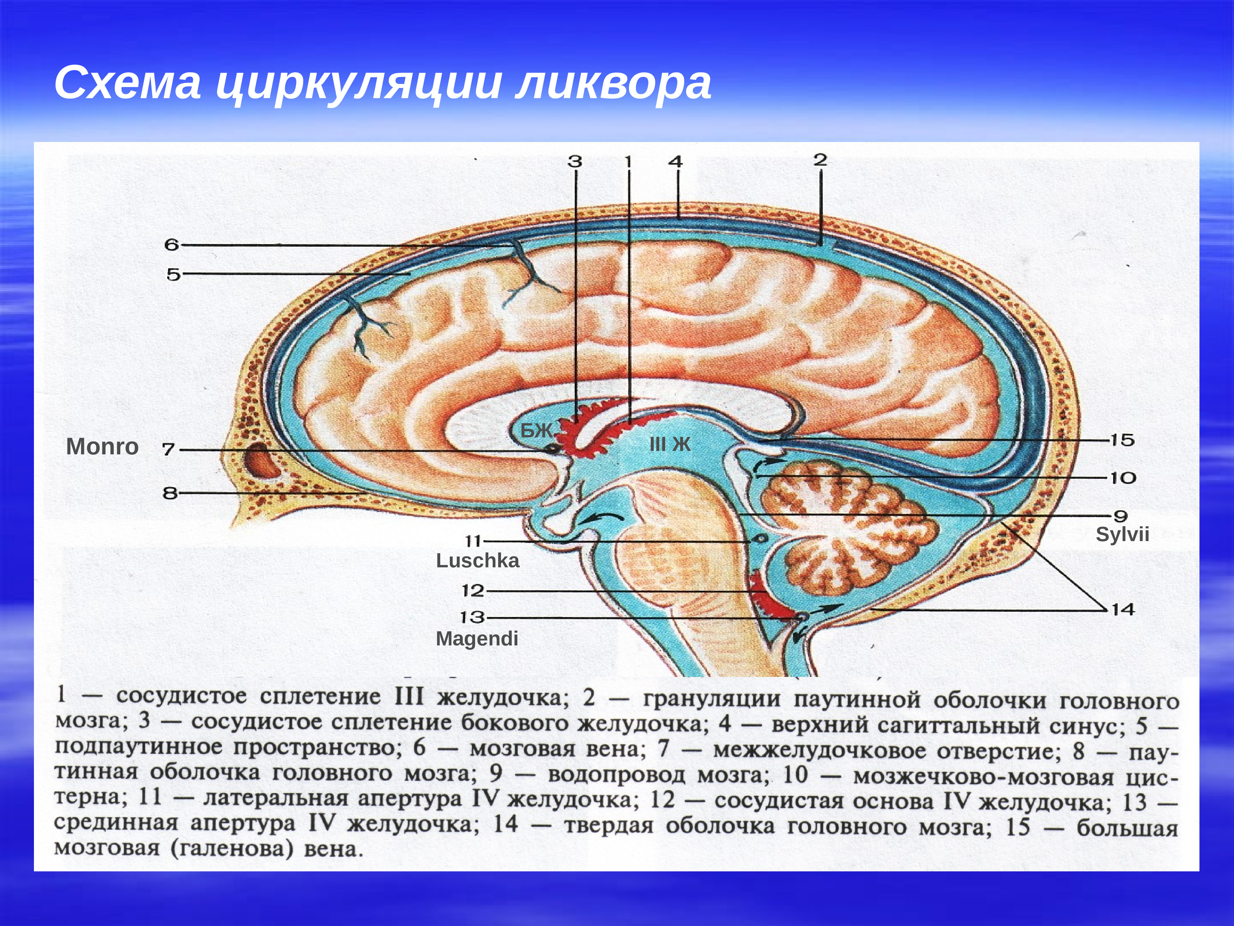 Образования желудочков мозга. Циркуляция ликвора анатомия схема. Циркуляция цереброспинальной жидкости схема. Сосудистые сплетения желудочков мозга схема. 3 Желудочек ликвор.