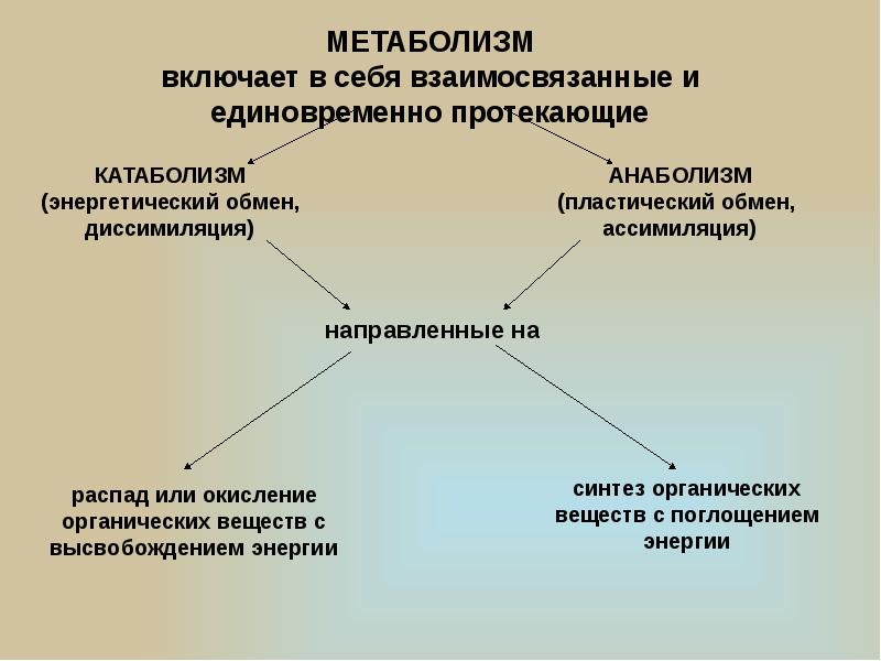 Презентация на тему обмен веществ и энергии