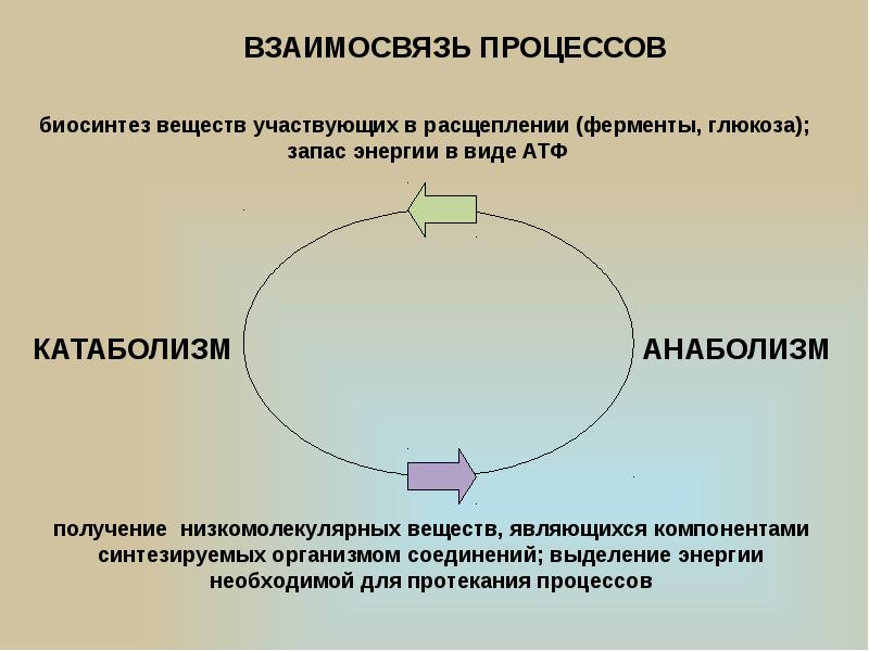 Обмен веществ между. Взаимосвязь анаболизма и катаболизма схема. Взаимосвязь процессов катаболизма и анаболизма. Взаимосвязь между процессами обмена веществ и энергии. Взаимосвязь процессов обмена веществ в организме человека.