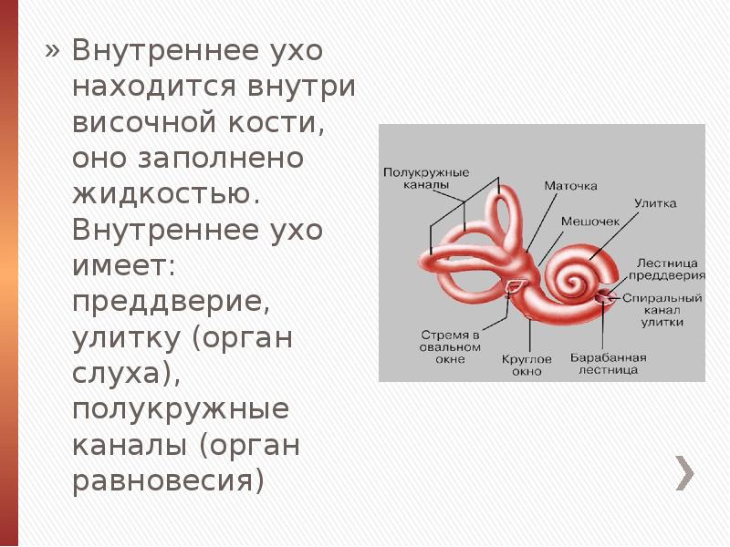 Органы равновесия и вкуса. Жидкость внутреннего уха функции. Внутреннее ухо. Внутреннее ухо заполнено. Внутреннее ухо имеет.