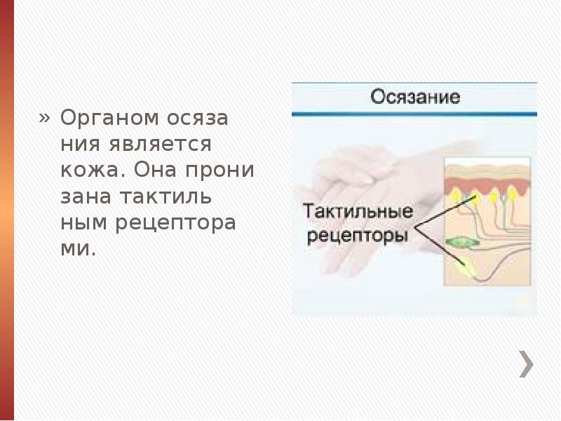 Предложение со словом осязание 3